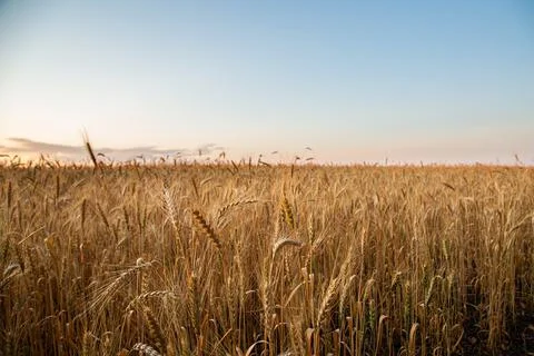 Sunset on the field with young rye or wheat in the summer Stock Photos