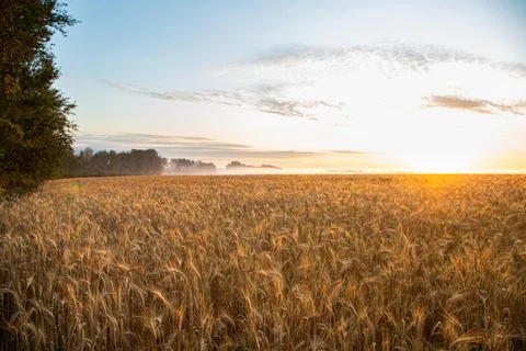 Sunset on the field with young rye or wheat in the summer Stock Photos