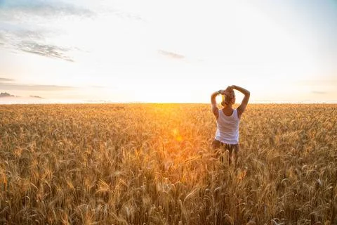 Sunset on the field with young rye or wheat in the summer Stock Photos