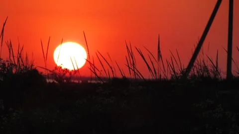 Sunset on the field with young rye or wheat in the summer. Landscape. Stock Photos