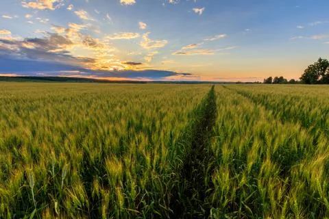 Sunset on the field with young rye. Stock Photos