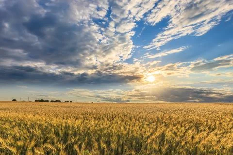 Sunset on the field with young rye. Stock Photos
