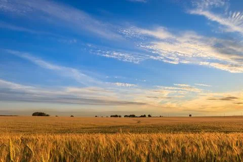 Sunset on the field with young rye. Stock Photos