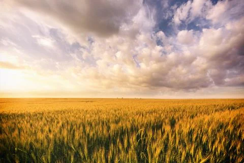 Sunset on the field with young rye. Stock Photos