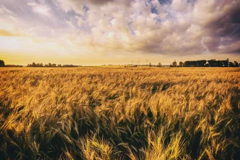 Sunset on the field with young rye. Stock Photos