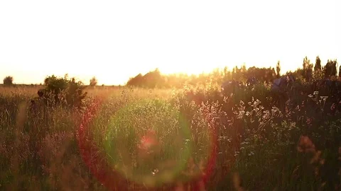 Sunset in the fields 動画素材 75687810