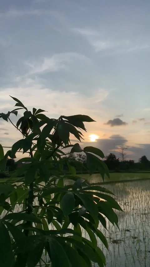 Before Sunset in the Fields Video stock 227142780