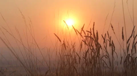 Sunset Fields of Grain Stock Footage 54213822