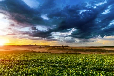 Sunset in fields in summer Stock Photos