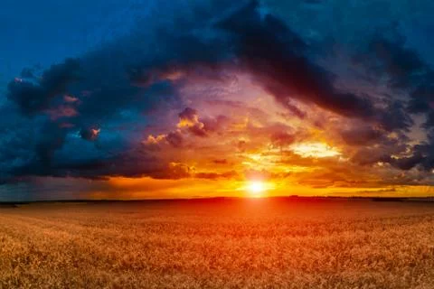 Sunset in fields in summer Stock Photos
