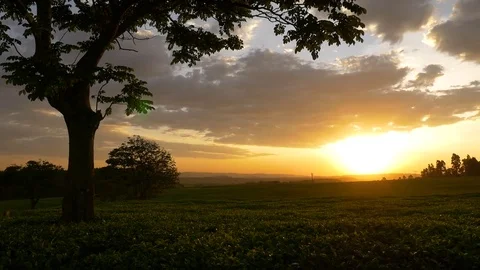 Sunset in fields with trees and beautiful cloudy sky Stock Footage 72982777