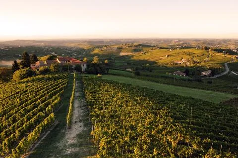 Sunset in the fields with vineyards Stock Photos