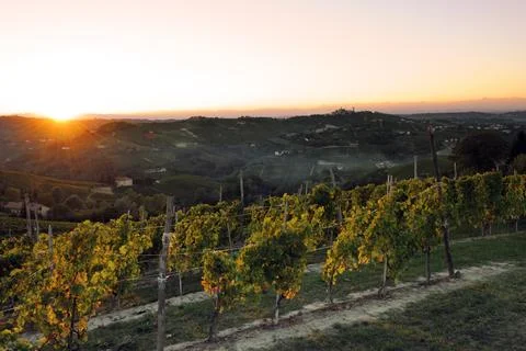 Sunset in the fields with vineyards Stock Photos