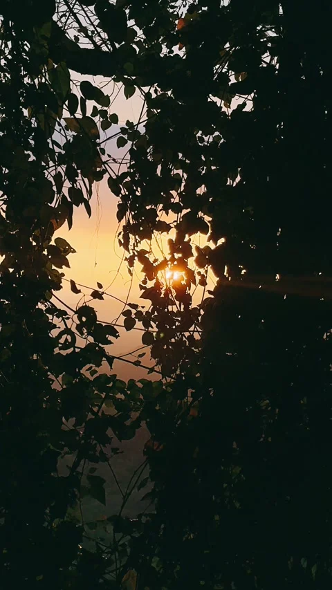 Sunset in the field,sunset, sun, grass, nature, sky, sunrise Video stock 290795733