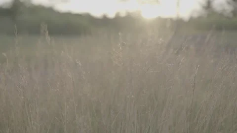 Sunset filled grass in an open area Stock Footage 247531855