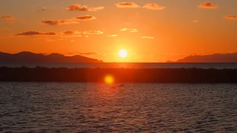 The sunset flamingo Stock Footage 97847302