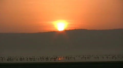 Sunset with flamingos flying Stock Footage