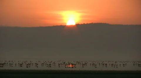 -Sunset with flamingos Stock Footage