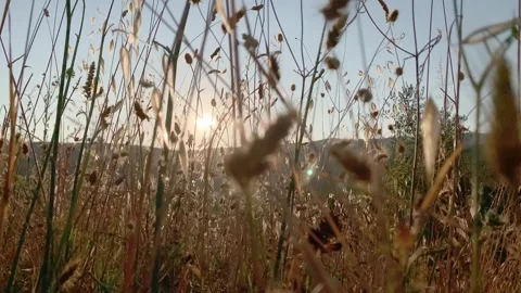 Sunset flare in the fields Stock Footage 295352148