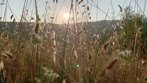 Sunset flare in the fields Stock Footage 295352154