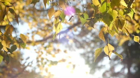 Sunset flare sun beam light in lens of yellow aspen tree leaves in autumn forest Видео 163730927