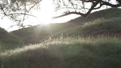 Sunset flare in the tree and over the hill. Nature reserve. Eco-friendly Stock Footage 103839030