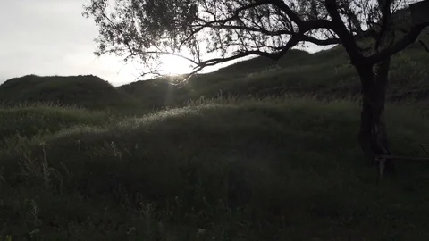 Sunset flare in the tree and over the hill, slow motion. Eco-friendly 動画素材 103839059