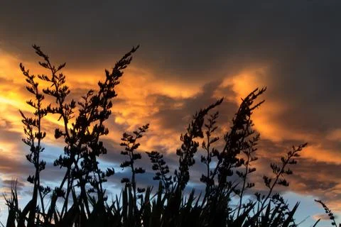 Sunset flax Stock Photos