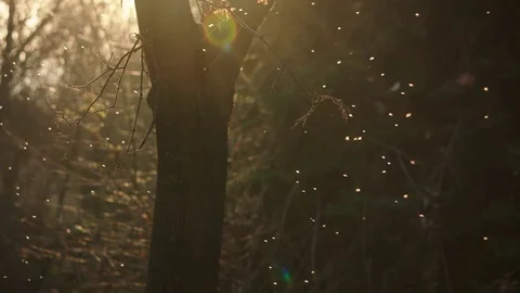 Sunset Flies in a sun ray Stock Footage 83080086