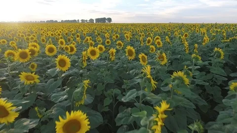 Sunset, a flight over sunflowers, cloudy, summer, sunt Stock Footage
