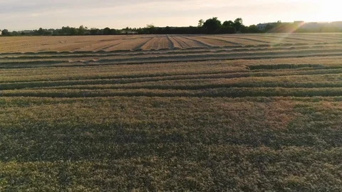 Sunset flight over wheat field during harvest Stock Footage 101603658