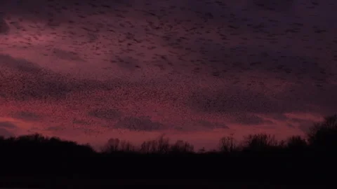 Sunset flock of birds flyig murmuration England UK 4K Stock Footage 266319560