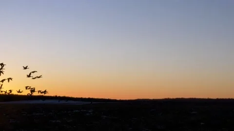 Sunset - Flock of birds flying in slowmotion Video stock 148963324