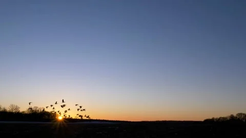 Sunset - Flock of birds flying in slowmotion Video stock 148963378