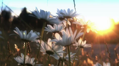 Flower Field Stock Video Footage | Royalty Free Flower Field Videos | Pond5