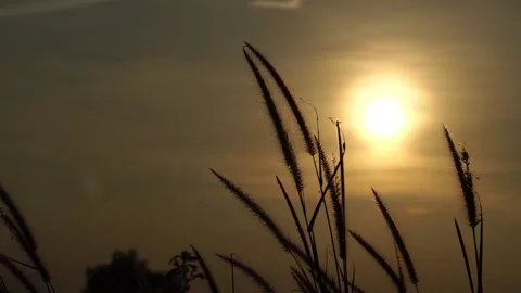 Sunset with flower Stock Footage