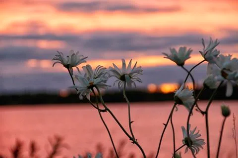 Sunset flower Stock Photos