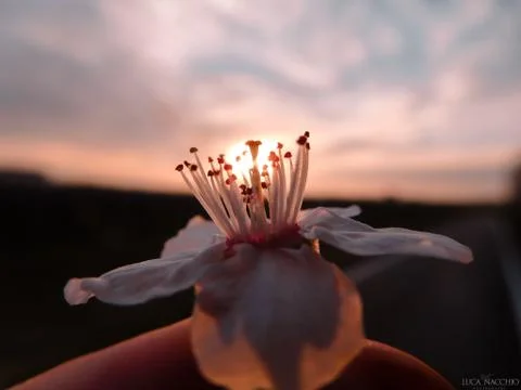 Sunset in a flower Stock Photos