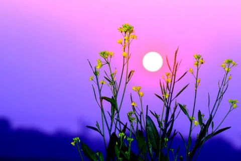 Sunset with Flower Stock Photos