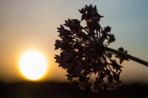 Sunset flower silhouette Stock Photos