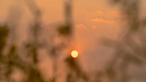 Sunset on flowers field, Sunn hemp flowers garden on golden light of sun Video stock 125935518