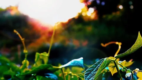 Sunset &amp; Flowers 스톡 동영상 70770533