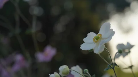 Sunset Flowers Video stock 252077998