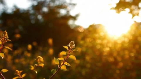 Sunset with flowers Stock Footage 285128234