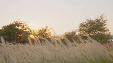 Sunset with flowers Stock Footage 285648438