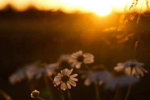 Sunset with flowers Stock Photos