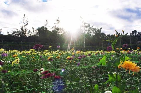 Sunset on Flowers Stock Photos