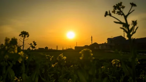 The Sunset With Flowers Timelapse Видео 164456221