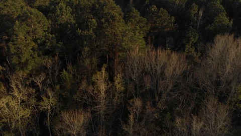 Sunset Fly Over of Pine Forest and Rural Farmland 4K 動画素材 86654232