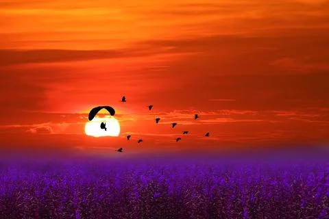 Sunset flying bird and paramotor over purple flower of lavender field red ora Ilustração Stock